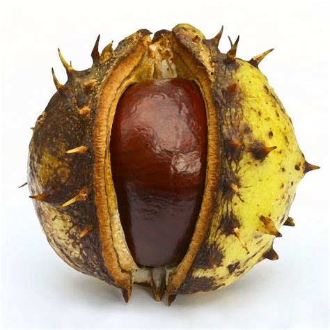 Image result for conker | Natural form art, Conkers, Botanical painting