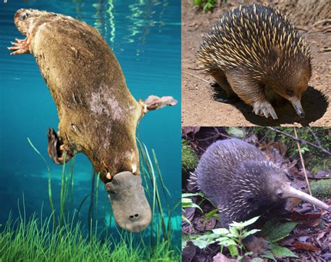 Geodynamics | The spikey end of geodynamics: The story of the echidna ...