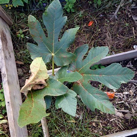 Fig | Diseases and Pests, Description, Uses, Propagation