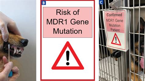 The Veterinary Nurse - Multidrug resistance 1 (MDR1) gene mutation in dogs