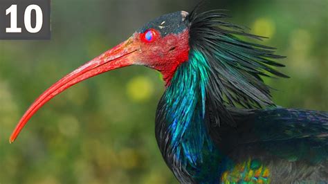 The 7 Rarest Birds in the World: Updated in 2023 – Nature Blog Network