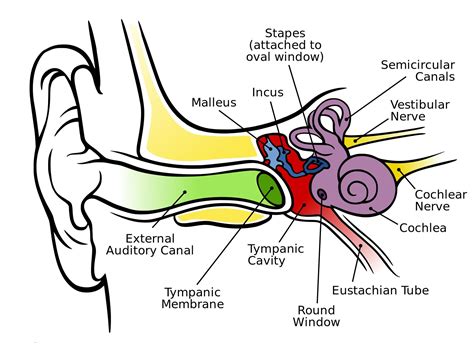 Round Window, Ear - StoryMD