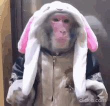 Monke Cute GIF - Monke Cute - Discover & Share GIFs