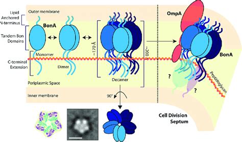 Model of BonA localization, oligomerization, and potential function at ...