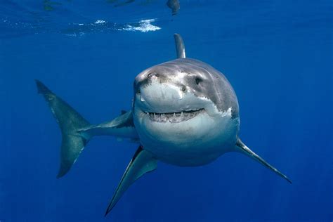 Great White Shark Wallpapers - Wallpaper Cave