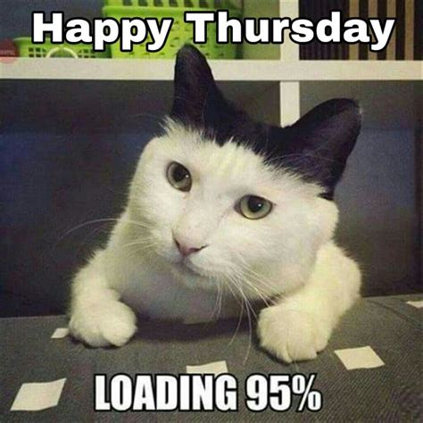 Happy Thursday … | Funny cat memes, Funny animals, Funny animal pictures