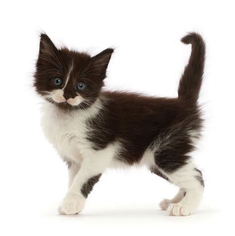 Black-and-white Kitten Photograph by Mark Taylor - Fine Art America