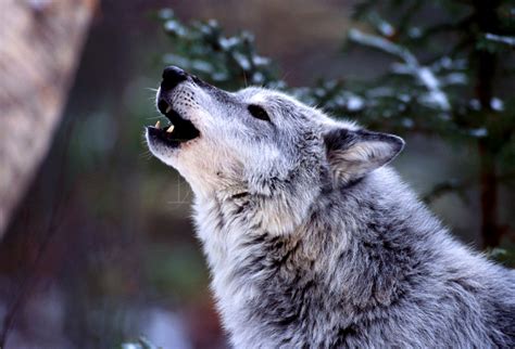 Howling Wolf Wallpaper - WallpaperSafari