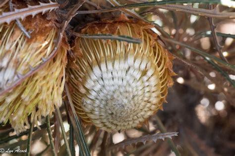 PlantFiles Pictures: Banksia Species (Banksia foliosissima), 1 by Kell