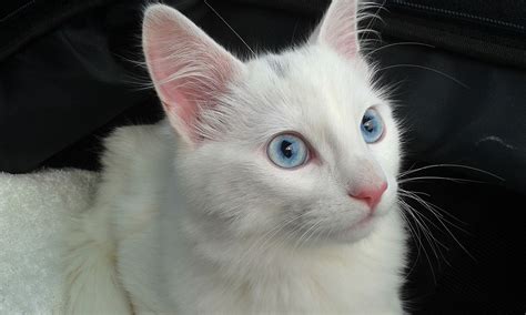 13 Cat Breeds With Blue Eyes | BeChewy