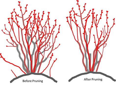 Pruning Blueberries | Southern Region Small Fruit Consortium