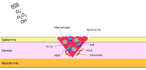 Inflammatory phase of wound healing process | Download Scientific Diagram