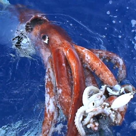 Giant Squid | National Geographic