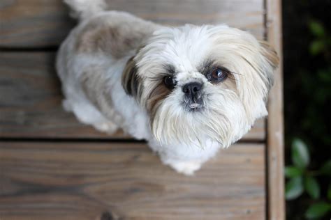 7 Shih Tzu Haircuts with Photos - Plus Hair Care Guide