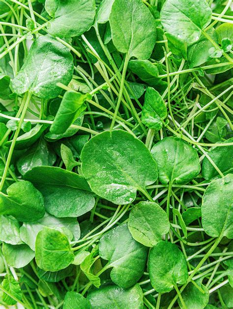 Watercress 101: What Is Cress? (+ Varieties!) | Live Eat Learn