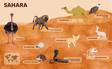 Animals – Sahara Desert | Behance