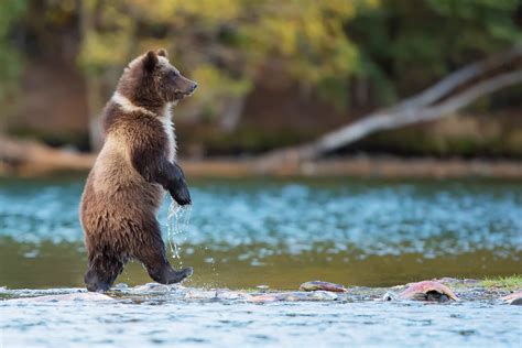 bears, Nature, Animals, River, Baby Animals, Grizzly Bears, Grizzly ...