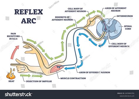 248 Reflex Arc Images, Stock Photos & Vectors | Shutterstock