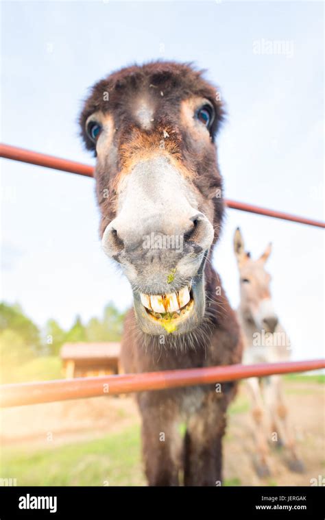 Donkey Smiling With Teeth