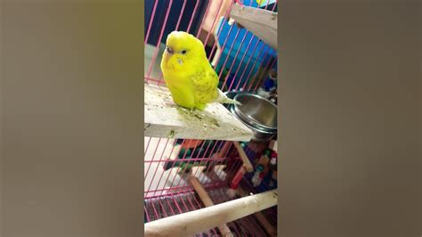 an angry budgie - YouTube