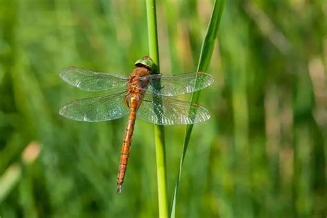 Norfolk Broads Wildlife Explorer's Guide - Nature Roamer