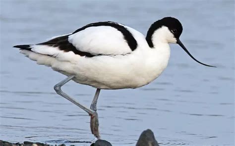 Avocet: History, Facts, Size, Habitat, Classification & Much More ...