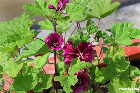 Hollyhock Flower, Alcea rosea - Plant Care and Grow from Seeds ...