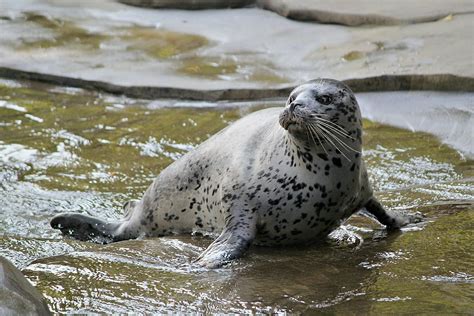 See Como Zoo's New Seal & Sea Lion Habitat that Opens Today