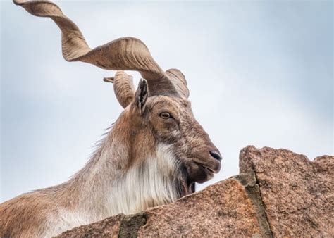 10 Wild Goat Breeds To Know About - The Happy Chicken Coop