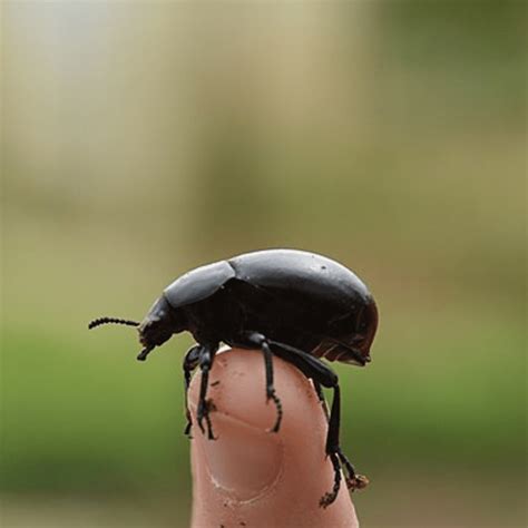 Black Beetles Insects