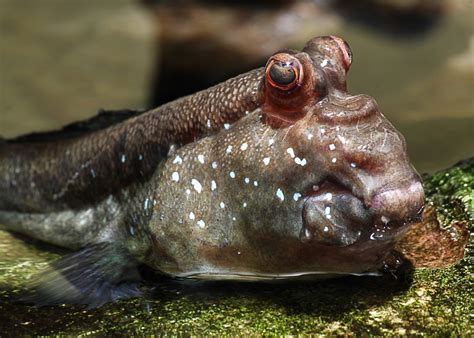 Mudskippers: Unusual Fish That Live on Land and in Water - Owlcation