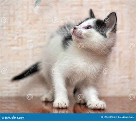 Playful Black and White Kitten Stock Photo - Image of animal, kitty ...