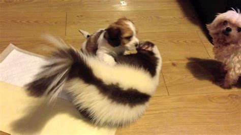 Skunk playing with a puppy! - YouTube