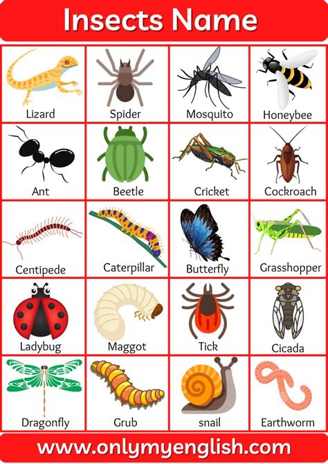 100+ List of all Insects Name in English with Pictures