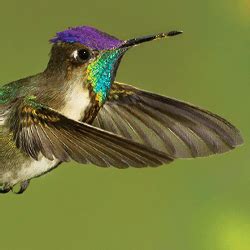 Marvelous Spatuletail | American Bird Conservancy