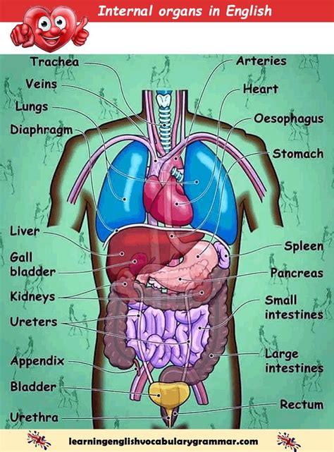 Location Of Organs In Body Diagram