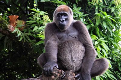 Facts About Cross River gorillas - Conservation & Endangered Status