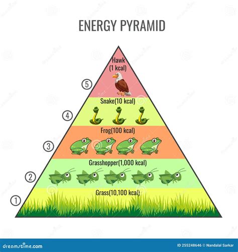 Temperate Deciduous Forest Energy Pyramid