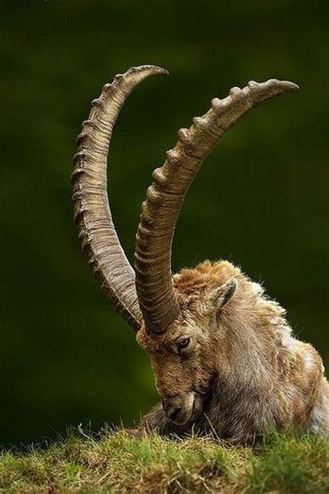 Sign in | Animals, Animals with horns, Nature animals