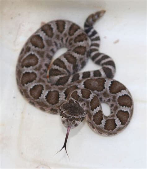 The Baby Rattlesnake Bite Debate | Los Gatos, CA Patch