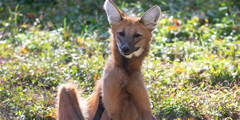 Maned wolf | Smithsonian's National Zoo and Conservation Biology Institute