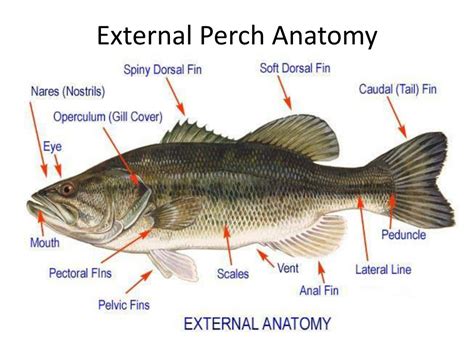 PPT - Perch Dissection Pre-Lab PowerPoint Presentation - ID:732431