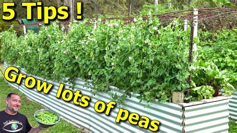 Snow Peas Growing Australia - Taka Vegetable