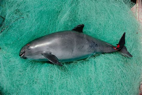 Vaquita o mamífero marinho mais raro do mundo!! - iGUi Ecologia