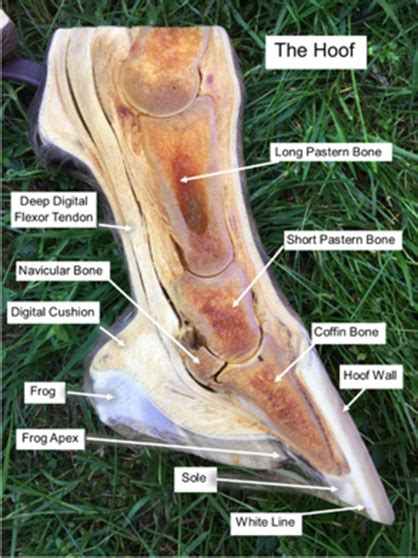 Confusing Horse Hoof Anatomy Explained | Equine Chronicle