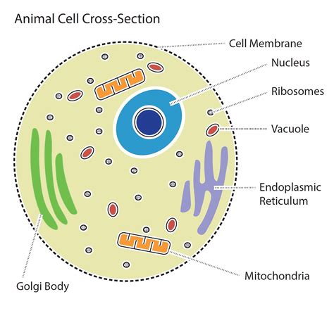 Animal Cell Labelled Diagram | Porn Sex Picture