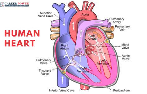 Human Heart Structure, Function, Diagram and Working