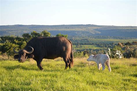 Video: a white buffalo calf - Africa Geographic