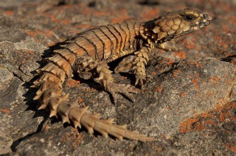 Armadillo Girdled Lizard – Facts, Description, Habitat, Size, Pictures