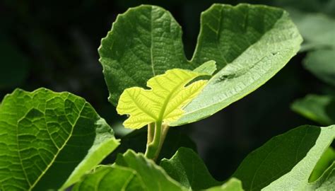 Chicago Hardy Fig Tree: Complete Guide to Planting & Care - Rennie Orchards